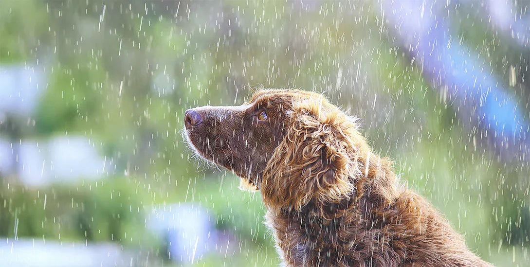 Paseos bajo la lluvia: lo que un día gris nos enseña