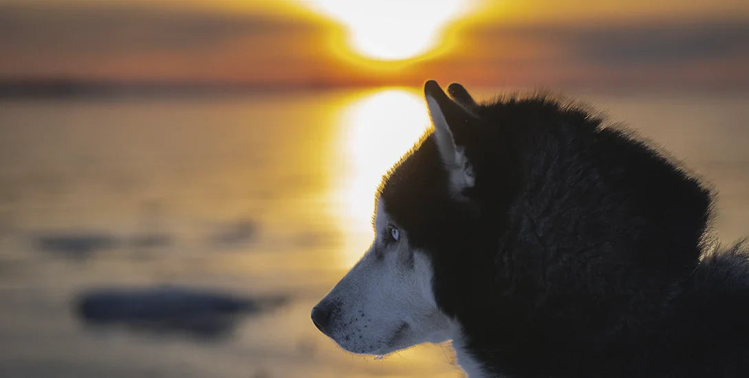 El vínculo no termina con la ausencia