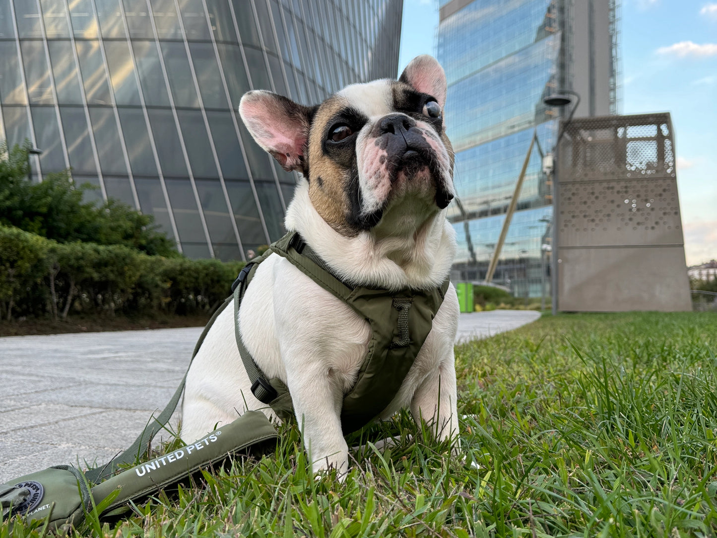 Arnés suave acolchado verde militar