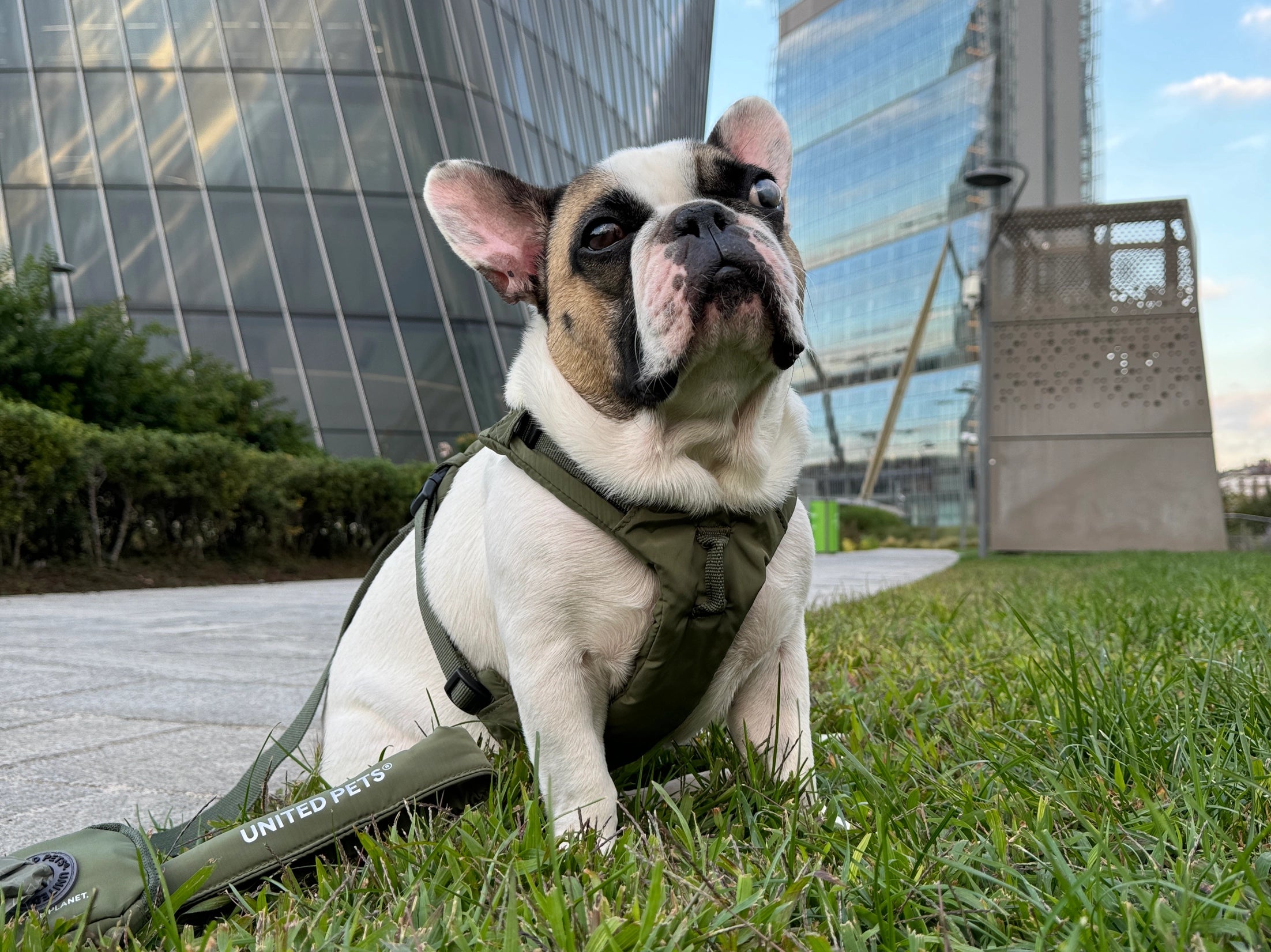 Arnés suave acolchado verde militar