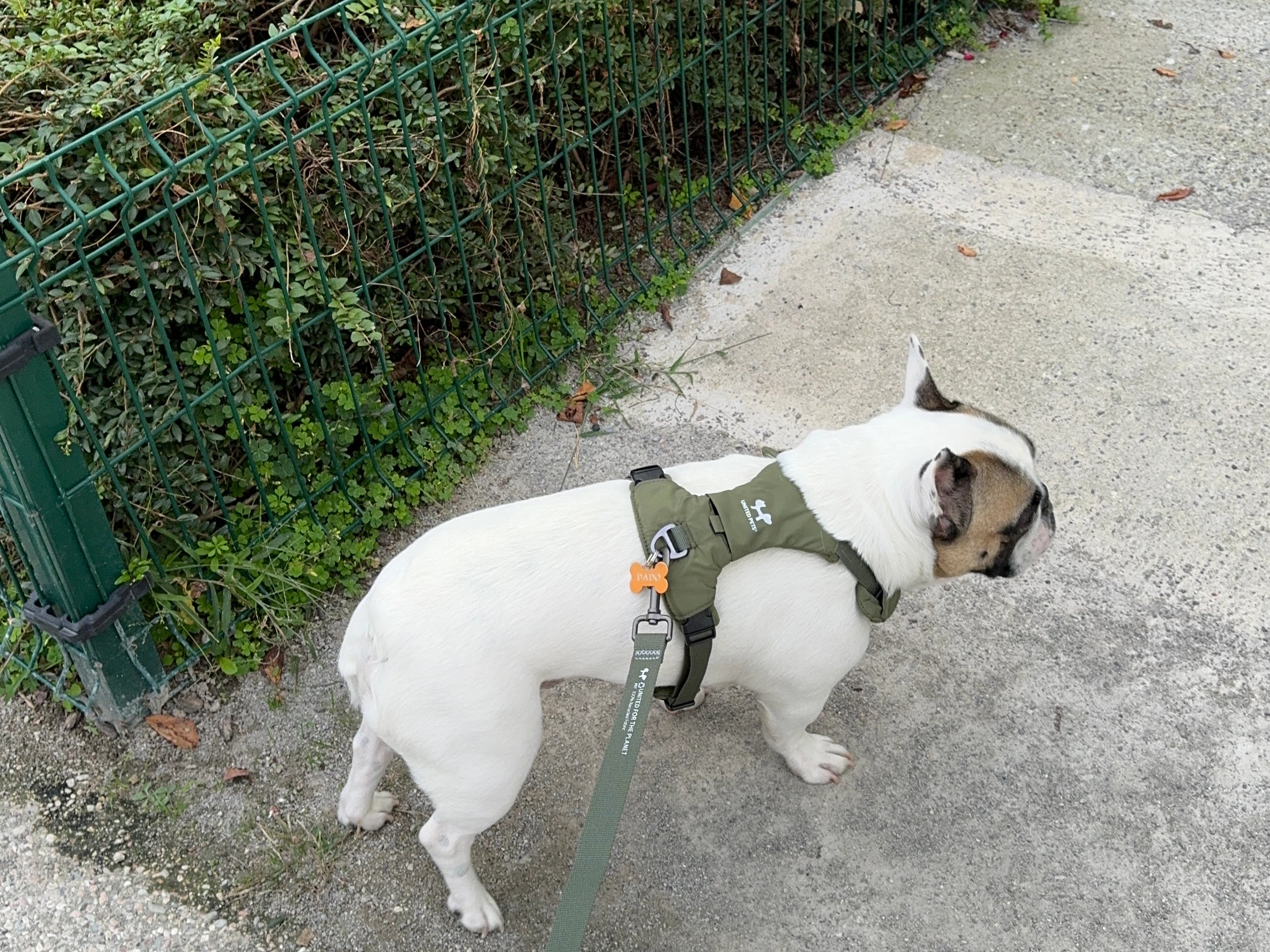 Arnés suave acolchado verde militar