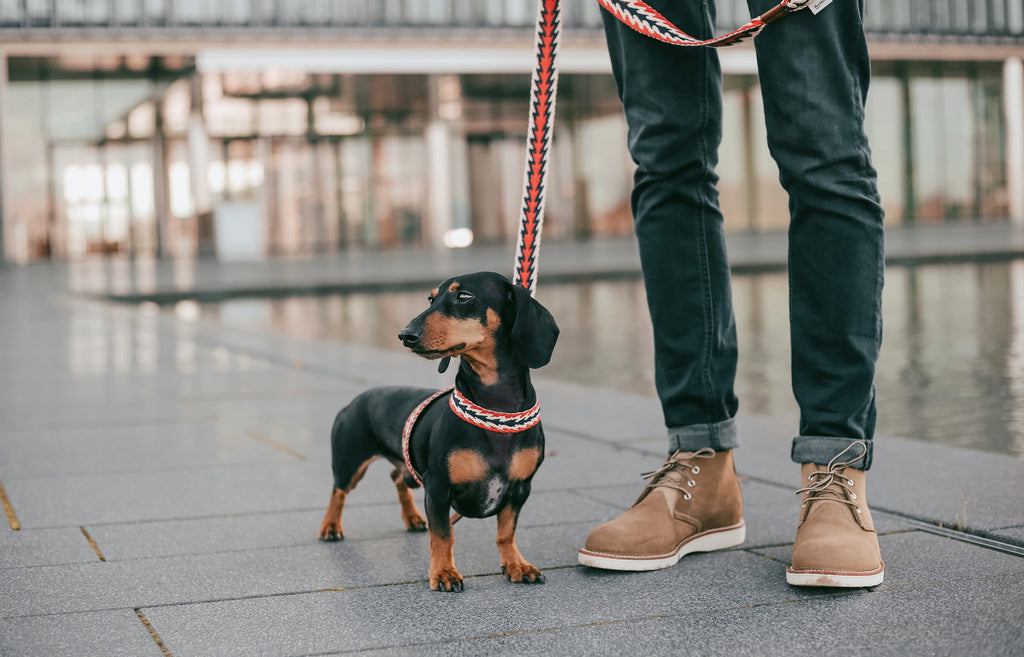 Arnés ajustable peruvian arrow red