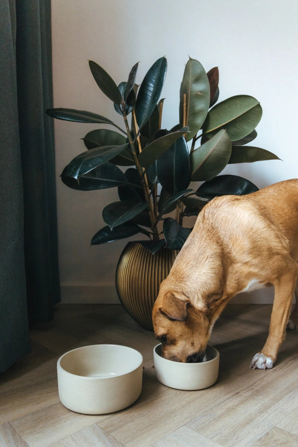 CUENCO DE COMIDA DE CERÁMICA FENNEC
