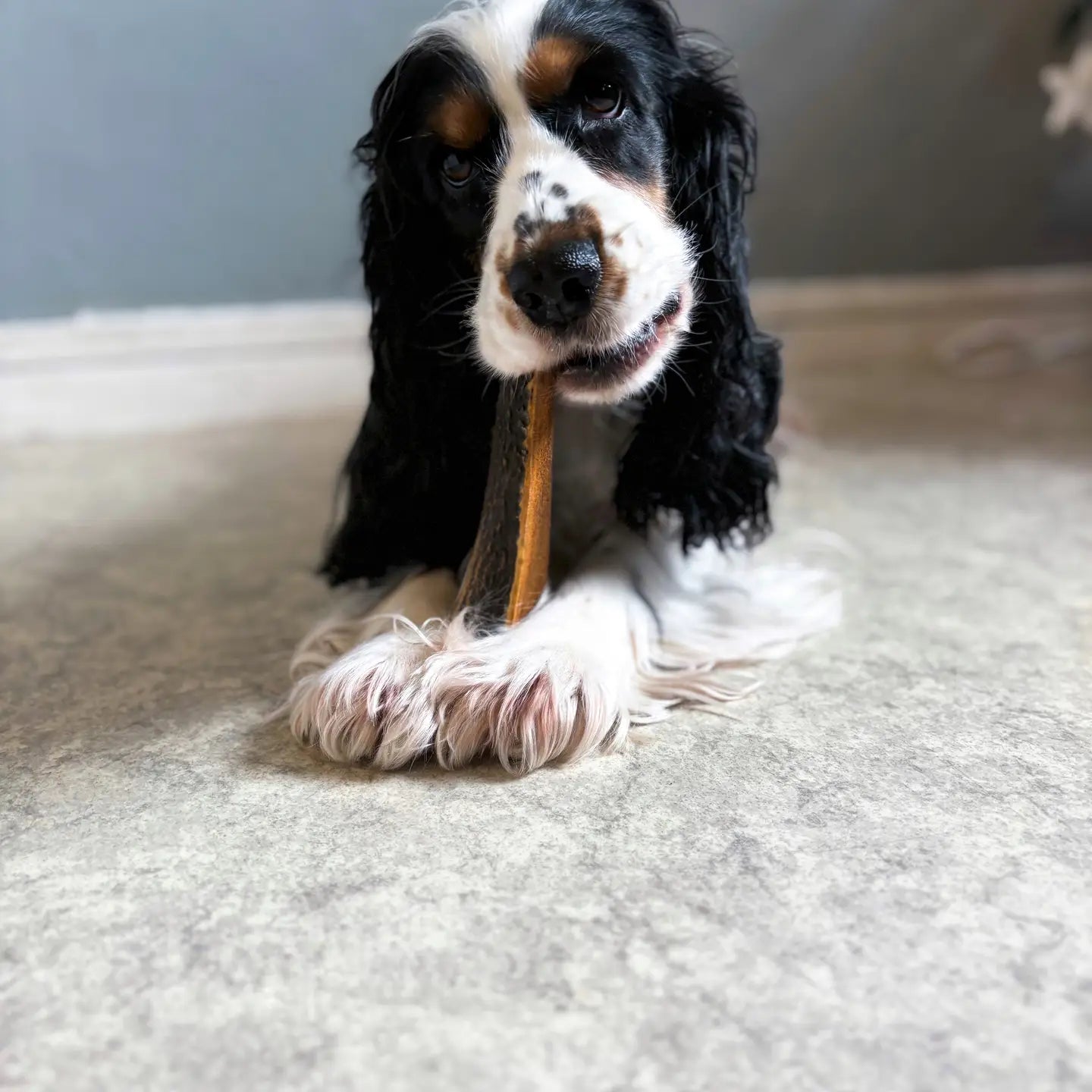 CORNAMENTA DE CIERVO BISELADA AHUMADA CON JAMÓN, ¡SIN AROMA!