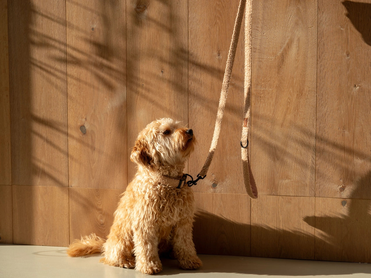 Correa cinturón beige