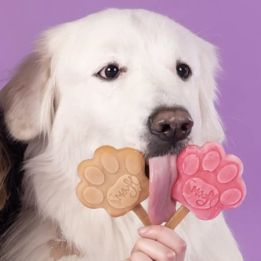 KIT DE INICIO HELADO PERRO MEDIANO (10KG - 25KG)