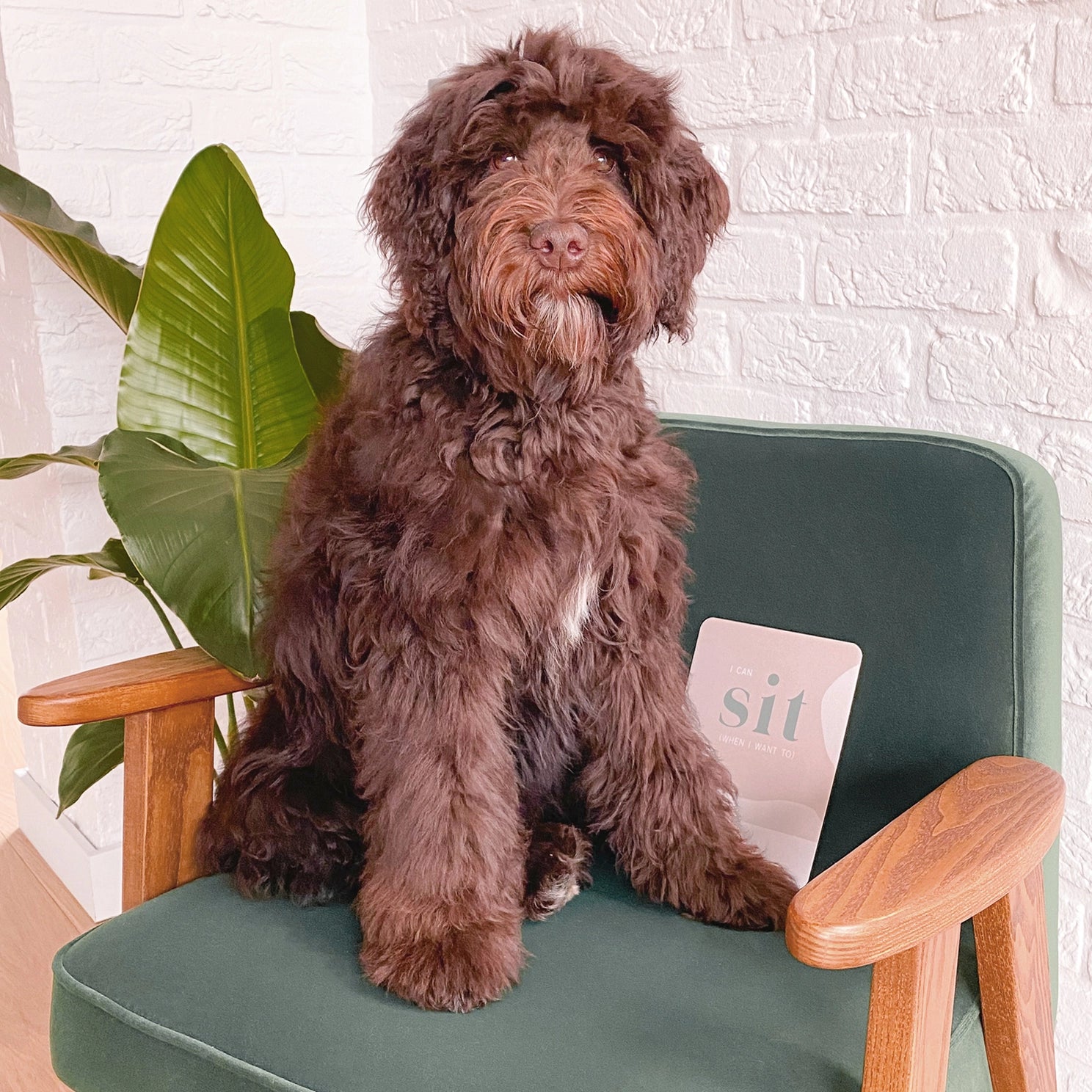 TARJETAS DE HITOS PARA CACHORROS