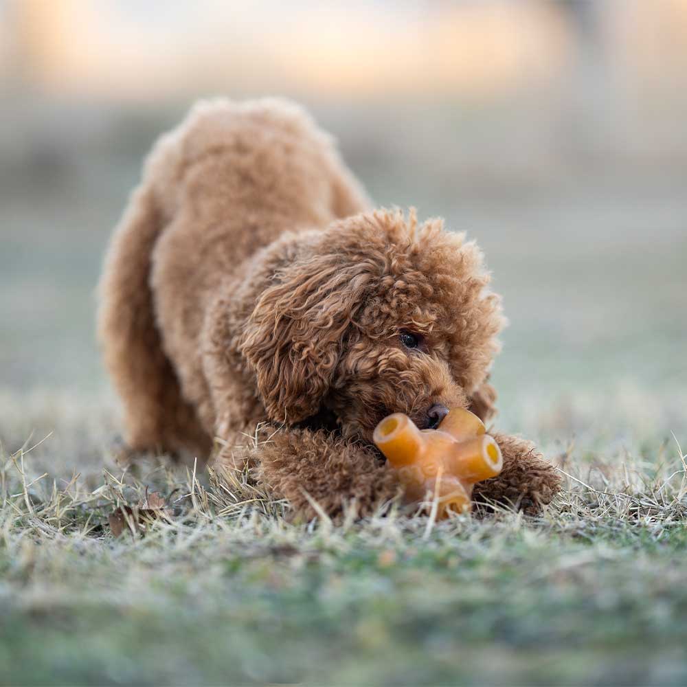 JUGUETE PARA PERRO RUB FREE JUMP RETORN